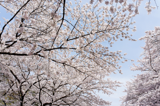 上野公園桜2014-03