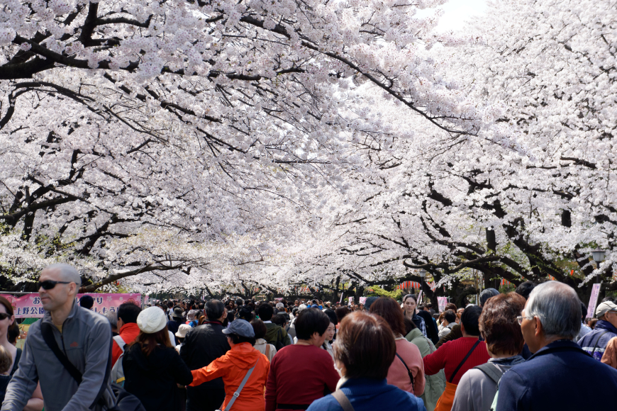 [大混雑2014] 上野公園の桜（さくら）@東京 上野